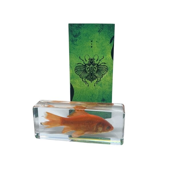 Goldfish in resin