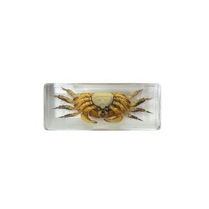 Crab in resin cube (large)