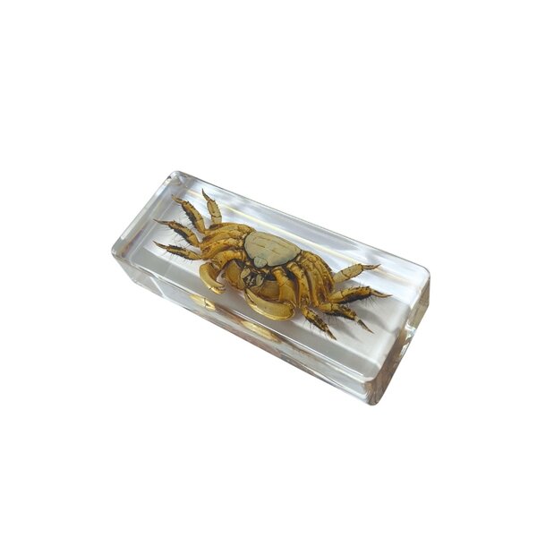 Crab in resin cube (large)