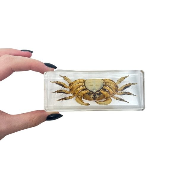 Crab in resin cube (large)