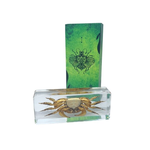 Crab in resin cube (large)