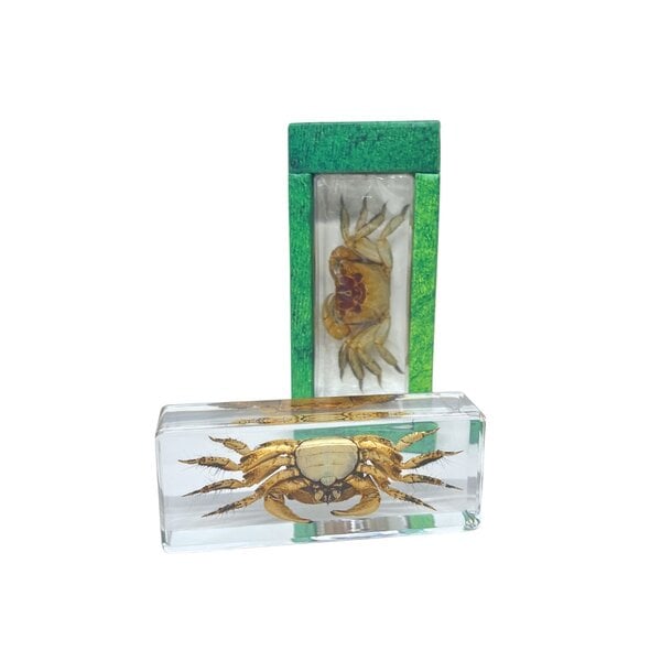 Krabbe in Harzblock (gros)