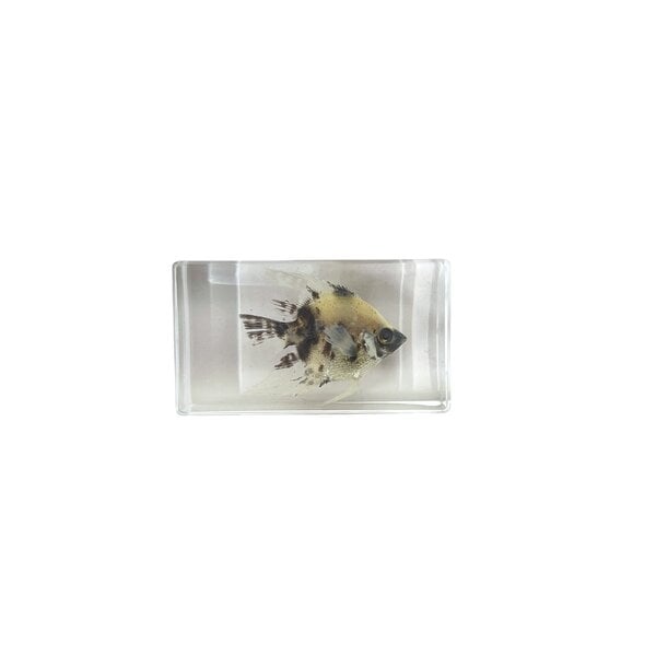 Angelfish in resin