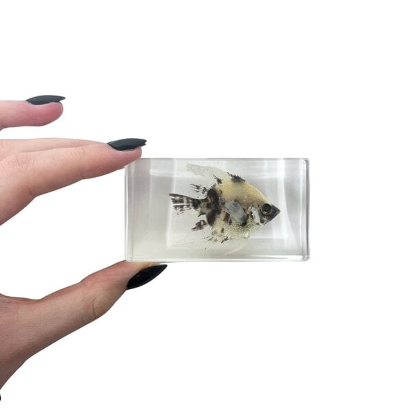 Angelfish in resin
