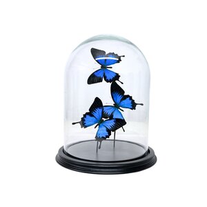 Glocke mit Papilio Ulysses (3)