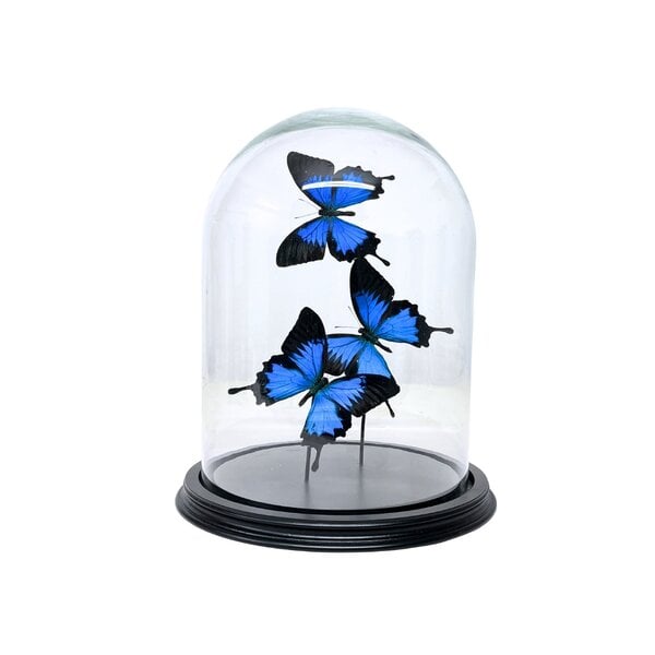 Stolp met Papilio Ulysses (3)