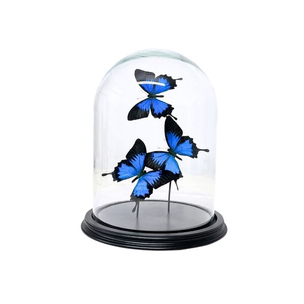 Dome with Papilio Ulysses (3)