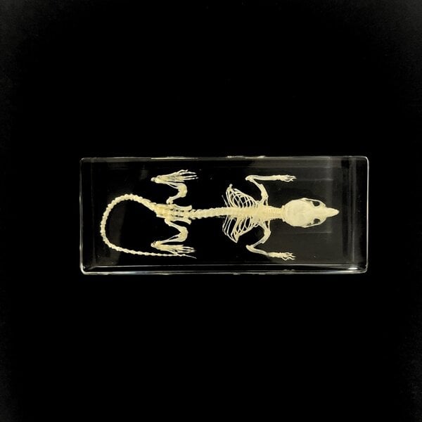 Mouse skeleton in resin