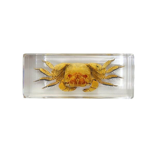 Crab in resin cube (large)