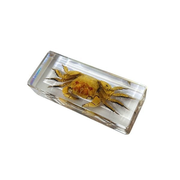 Krabbe in Harzblock (gros)