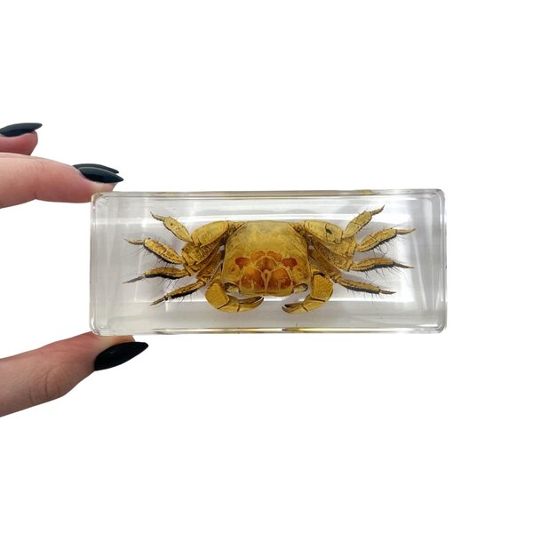 Krabbe in Harzblock (gros)