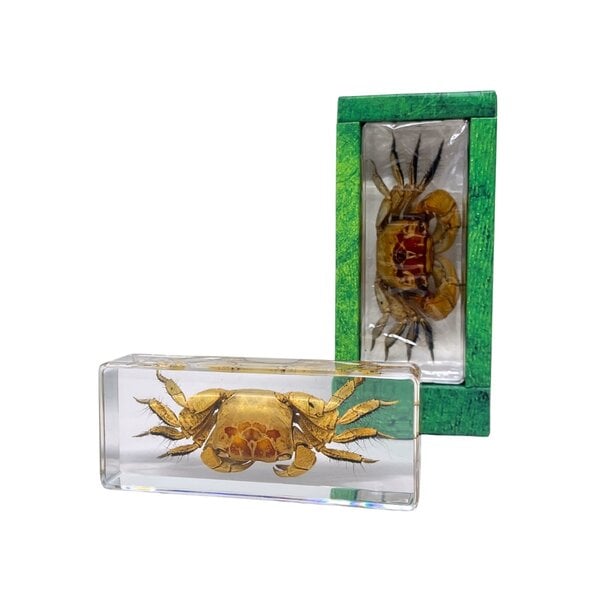 Krabbe in Harzblock (gros)