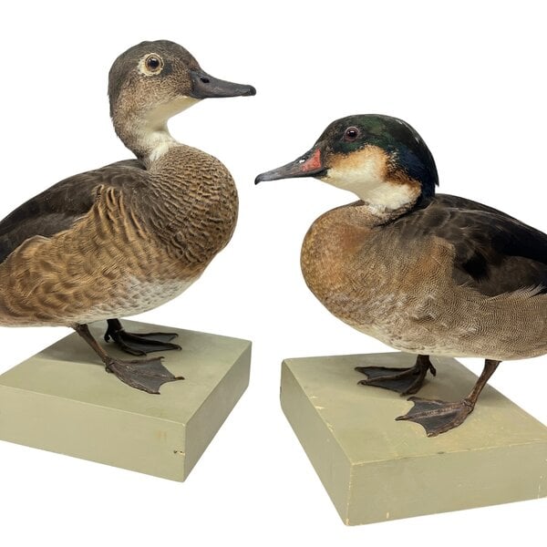 Antique mounted Duck couple