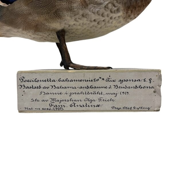 Antikes ausgestopftes Entenpaar