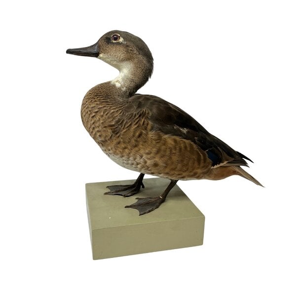 Antique mounted Duck couple