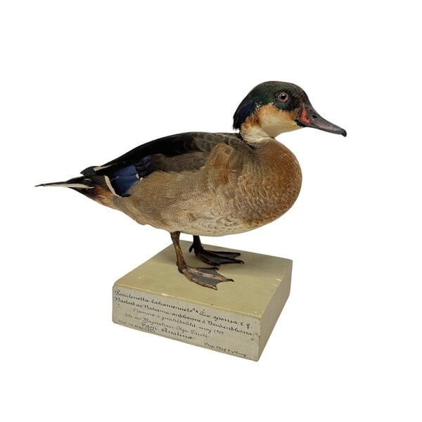 Antique mounted Duck couple