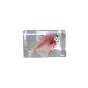 Fish in resin (Pink)