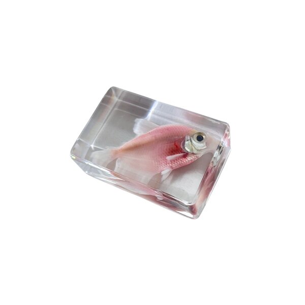 Fish in resin (Pink)