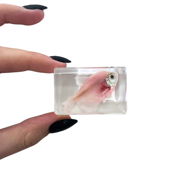 Fish in resin (Pink)