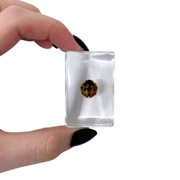 Marienkäfer in Harz