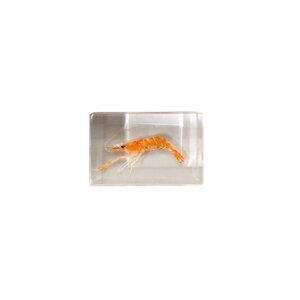 Shrimp in resin
