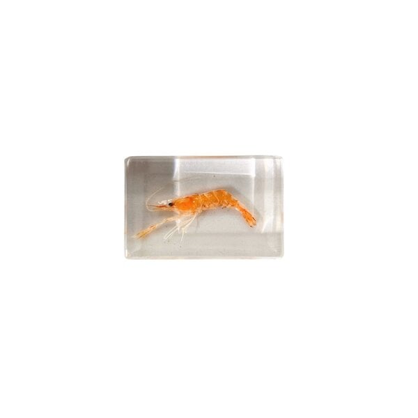 Shrimp in resin