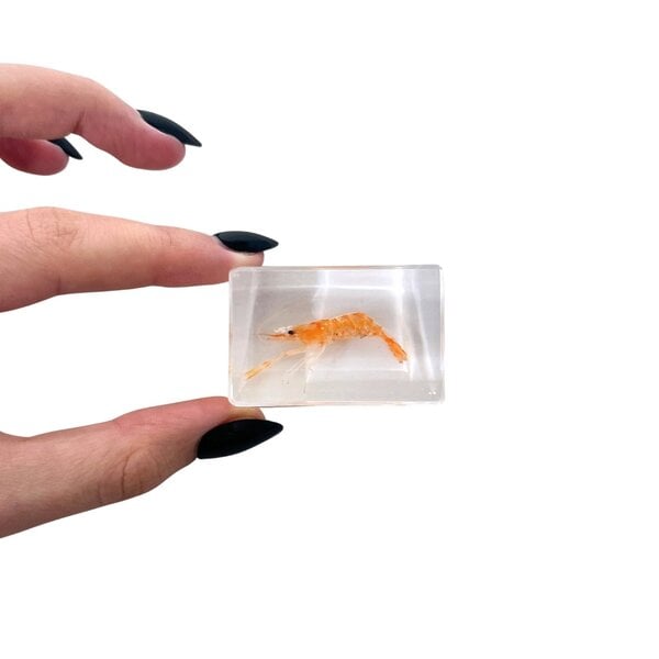 Shrimp in resin