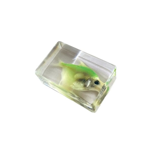 Fish in resin (Green)