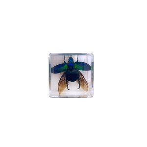 Beetle flying in resin cube