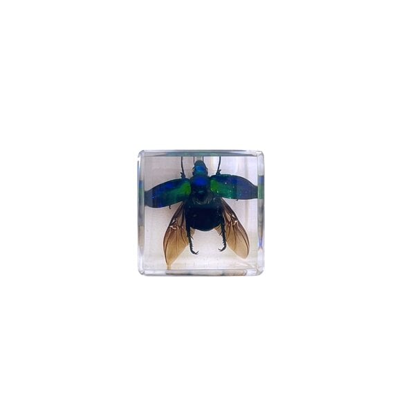Beetle flying in resin cube