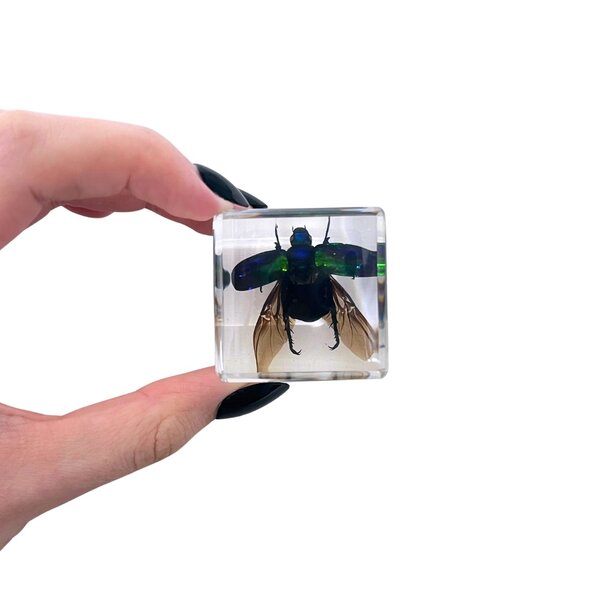 Kever vliegend in hars blokje