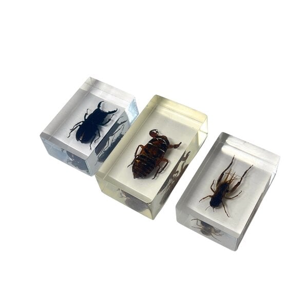 Insecten in hars (Set van 3)
