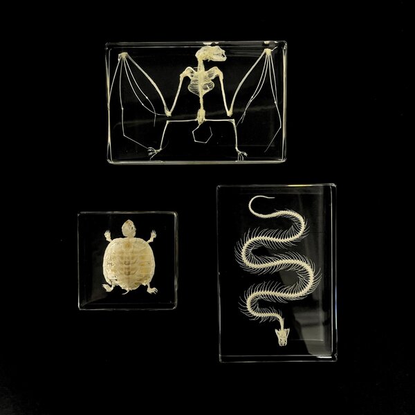 Set of 3 skeletons in resin