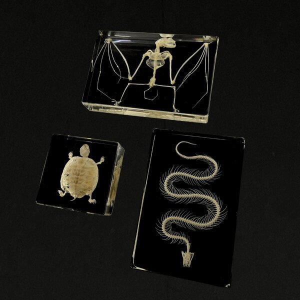 Set mit 3 Skeletten aus Harz