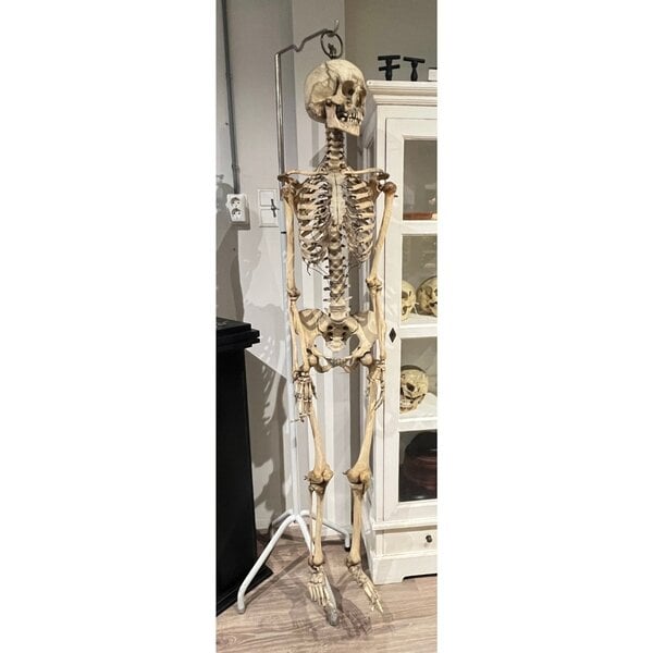 Human skeleton