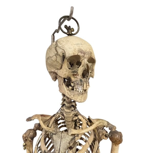 Human skeleton