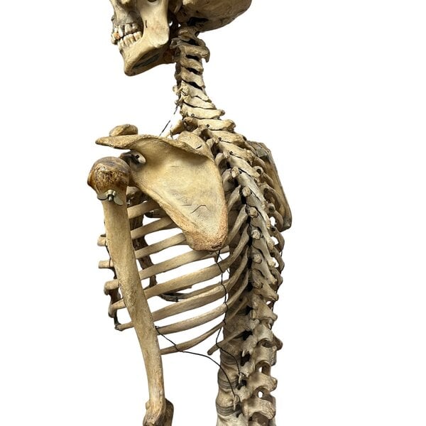 Human skeleton
