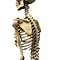 Human skeleton