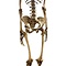 Human skeleton