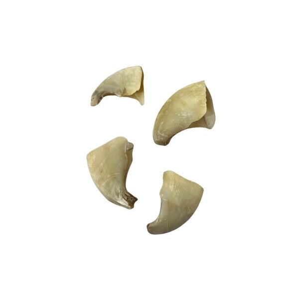 Nagel leeuw - middel