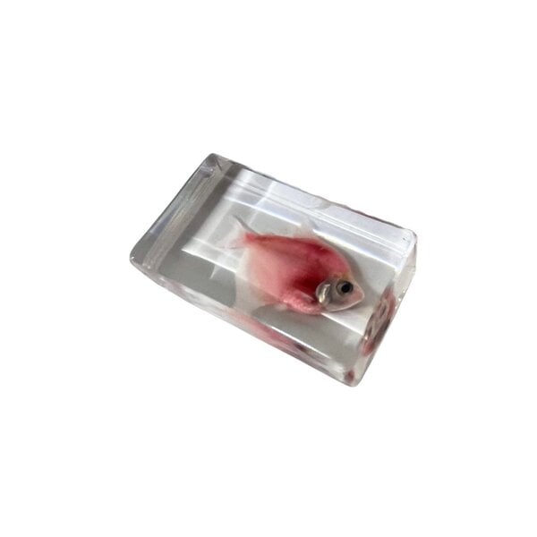 Fish in resin (Pink)