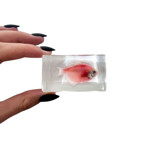 Fish in resin (Pink)