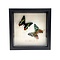 Mounted butterflies (2) in exclusive black wooden frame - Urania Ripheus
