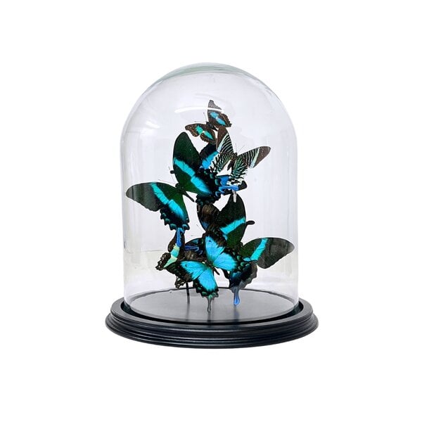 Glass dome with a variety of turqoise mounted butterflies