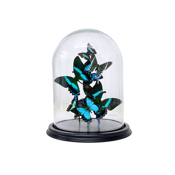 Glass dome with a variety of turqoise mounted butterflies
