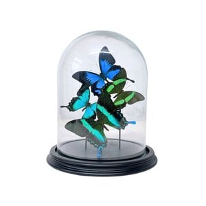 Turqoise butterflies glass dome 25 x 19 cm