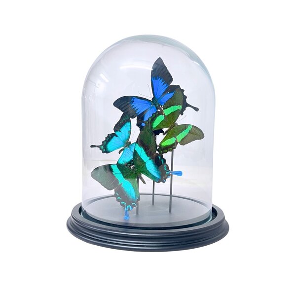 Turqoise butterflies glass dome 25 x 19 cm