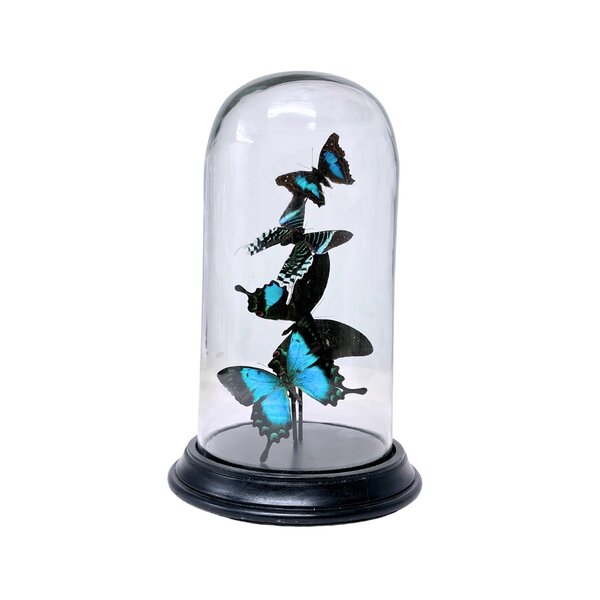 Turqoise butterflies glass dome 27 x 14 cm
