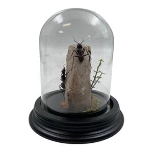 Glass dome with 2 large ants