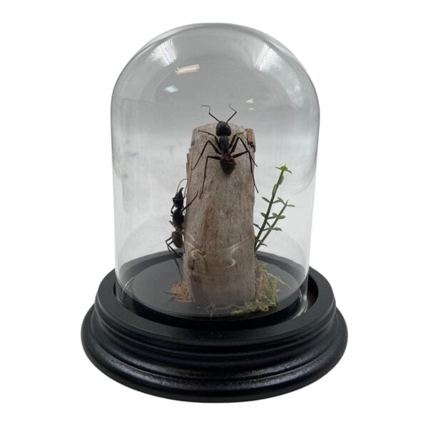 Glass dome with 2 large ants